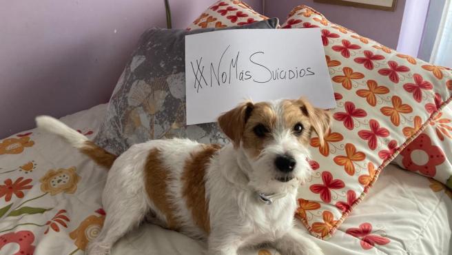 Un perro junto al cartel #NoM&aacute;sSuicidios.