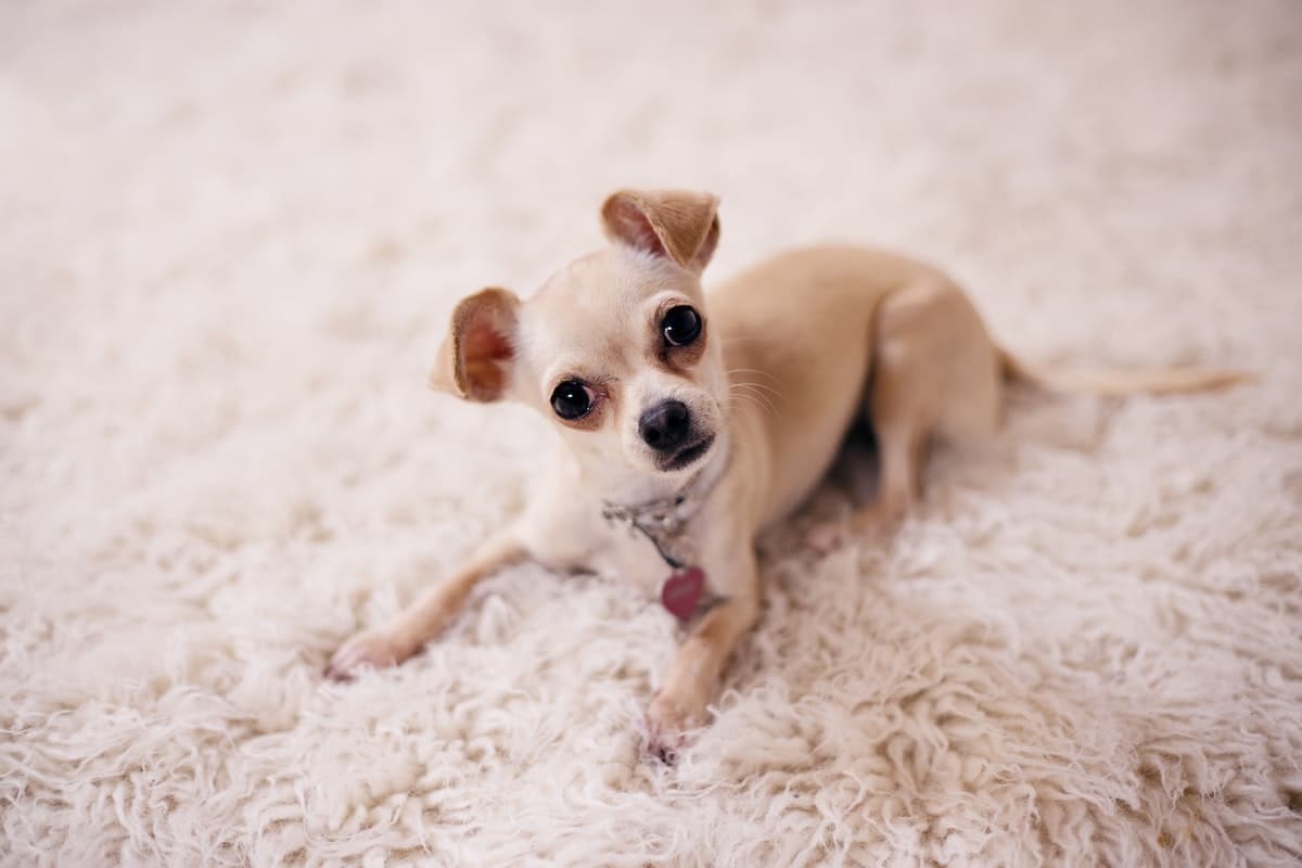 &iquest;Qu&eacute; estudiar para trabajar como psic&oacute;logo de perros?
