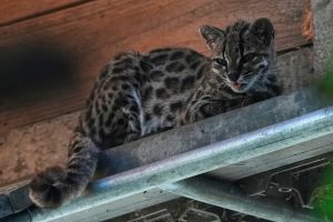 Tilcayo: La sorprendente nueva especie felina de los Yungas